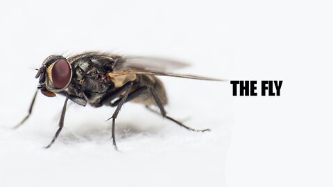 The Fly