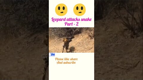 Leopard 🐆 attack snake 🐍 part - 2