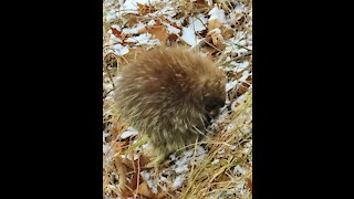 Cute porcupine 2