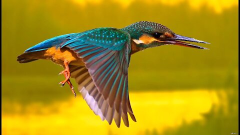 He watched the colourful bird catch his food out of the water, so beautiful.