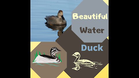 Beautiful water duck