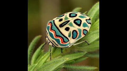 The Amazing Picasso Bug: Nature's Tiny Artist