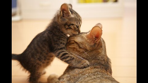 Cute kitten with her mother #shorts