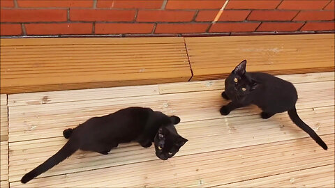 Kitten Odin, Kitten Thor And Kitten Luna