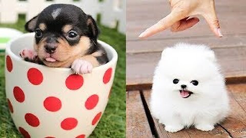 Funny Cute Dog Videos