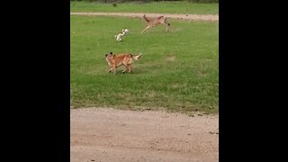 Wild deer trying to kill our dogs