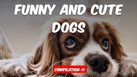 You Won’t Believe What These Dogs Can Do: Hilarious and Amazing Dog Videos Compilation