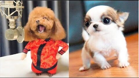 You will die laughing watching this cute puppies