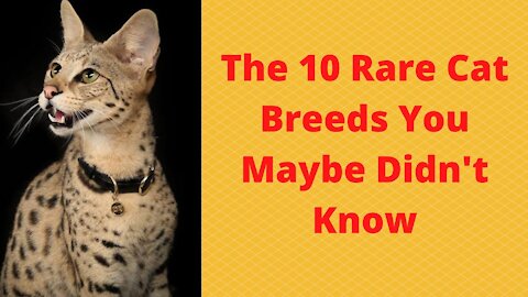 The 10 Rare Cat Breeds You Maybe You Didn't Know