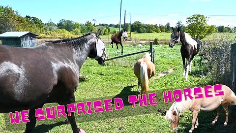 We Surprised The Horses And They All Came Running!