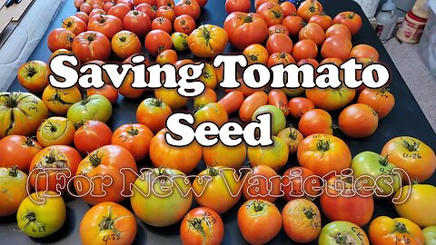 Saving Tomato Seed for New Varieties