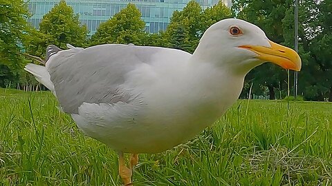 Hand Feeding a LARGE European Herring Gull. Please, Don't Hurt Me!