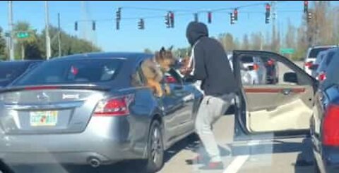 Cães criam momento único no trânsito nos EUA