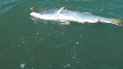 Catching big barramundi in north Queensland