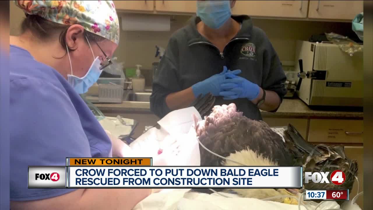 CROW forced to put down bald eagle