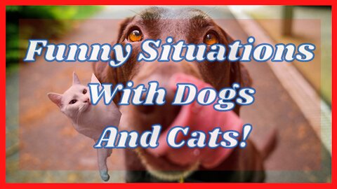 Funny situations with pets - 2021