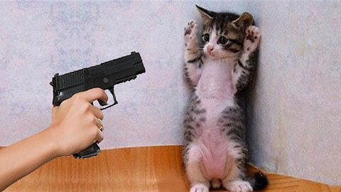 Funnie Cat vs Gun