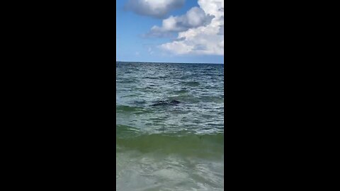 Unbelievable Manatee Encounter Caught On Camera Part 1!