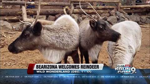 Reindeer have landed at Bearizona