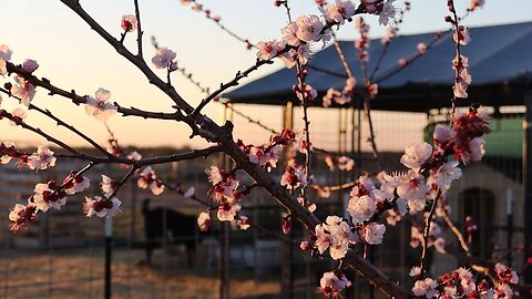 Spring has Sprung | Saying Goodbye to Pigs