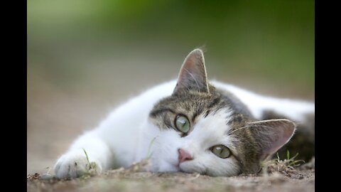 Cats talking! these cats can speak English better than huoomans!