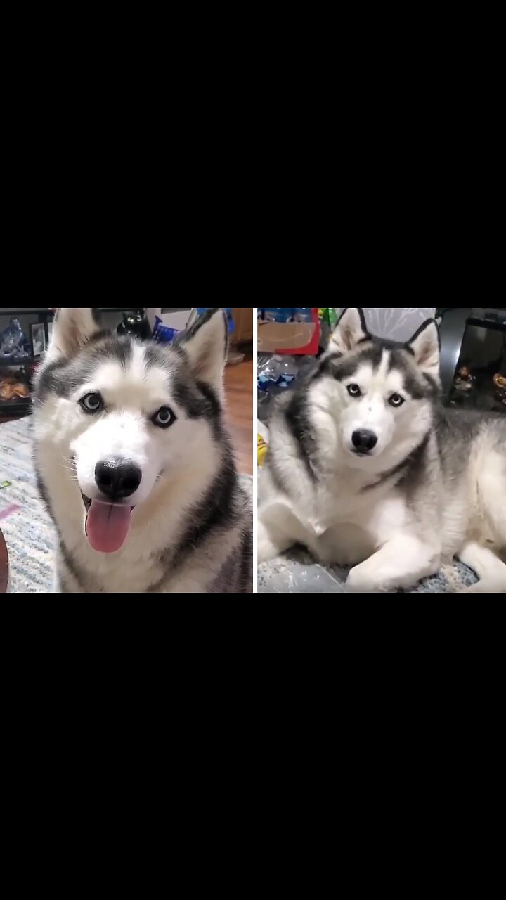 Talking Dog Siberian Husky I Love You Husky Dog That Says I Love