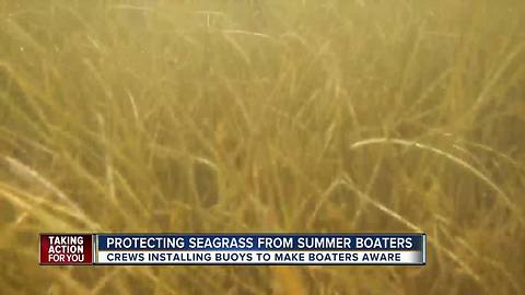 Boaters warned to stay off protected seagrass beds along Florida's coast