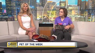 Pet of the Week - Parker