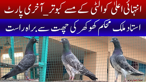 Very High Quality Missay Pigeons Last Part Watch In HD Urdu/Hindi