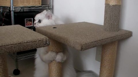 Cat absolutely bewildered by ringing doorbell