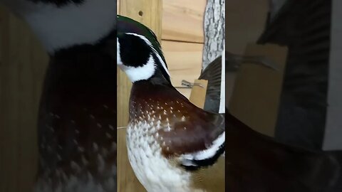 Wood duck and a mallard