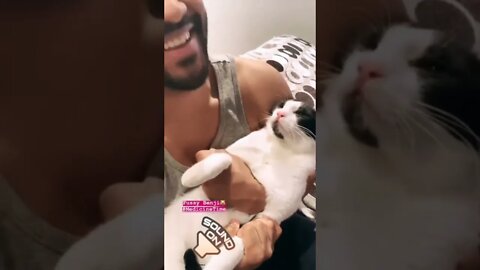 #shorts Смешные Коты Из Тик Тока 86 Funny Cats From Tiktok