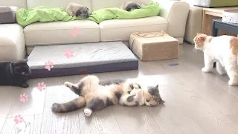 Cute Cat Flopping Over After Playing 😻. Funny animals| funny clip| Rumble| Try not to laugh.