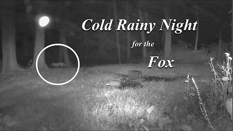 Fox, cat and one live deer left on a cold rainy night!