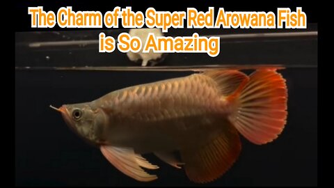 The Charm of Super Red Arowana Fish