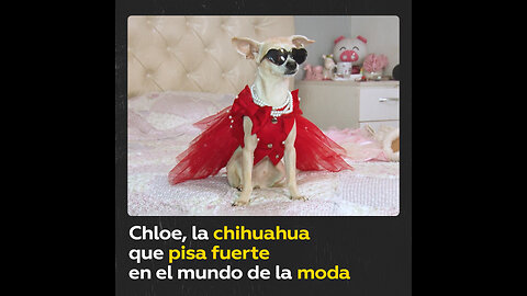 Chloe, la chihuahua que arrasa en la moda con su armario de 1.000 ‘outfits’