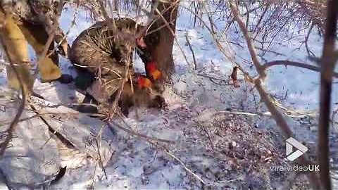 Wild boar gets set free from poaching loop