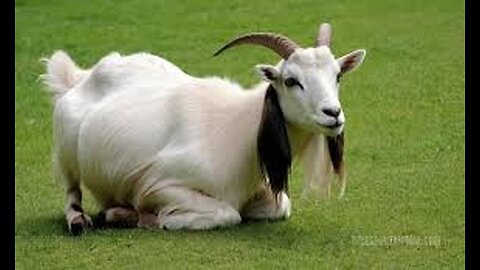 "The Fascinating World of Fainting Goats"