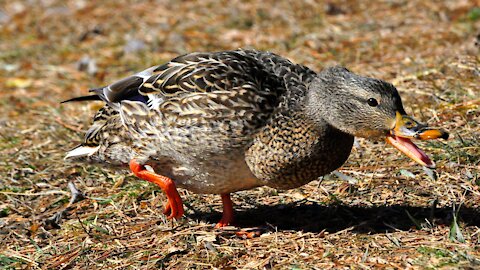 Angry Duck Chasing a Dog!