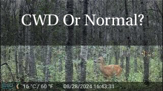 CWD Or Normal?