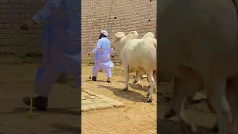 Beautyful OX 2023 #oxmarket #bakraeid2023 #bakramandi #viral #shorts #2023