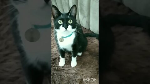 Gato Bartolomeu Tunico jogando bola 😸