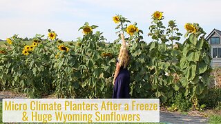 Micro Climate Planters Before & After a Freeze, & Huge Sunflowers Grown in Wyoming!