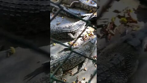 Crocodile Park part1: pls Like&subscribe. #shorts #shortsvideo #shortvideo #crocodile #mobile