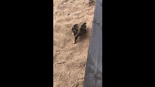 Baby ducks at beach