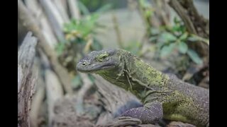 Motociclista apanha susto com lagarto gigante