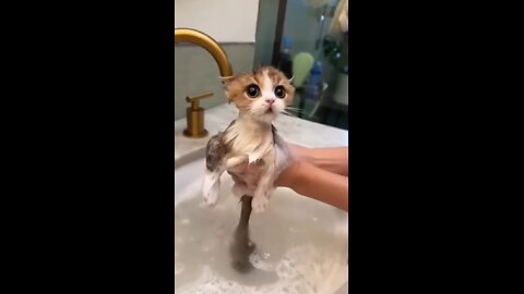 the cat are bathing 🧼 enjoy every moment 😍😍