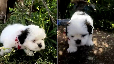 This Cute Little Furry Dude Is Searching For Something In Greens