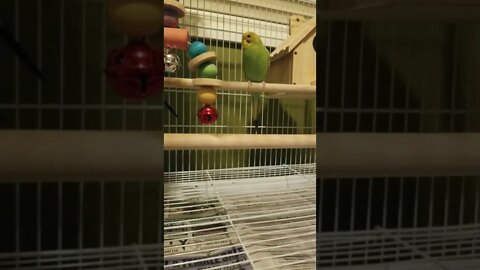 Whistling At My Budgie To See What It Does 💖#budgies #youtubeshorts #shorts #parakeets #animallover