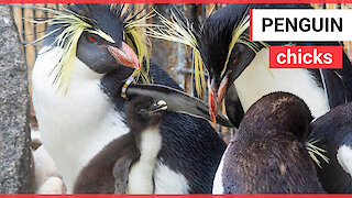 3 fluffy Northern Rockhopper penguin chicks are beginning to settle into their new home